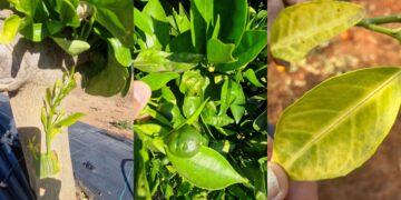 Indignación en el campo español: agricultores denuncian el "abandono" de Bruselas ante la plaga del CYVCV