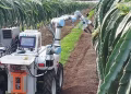 La UPV crea Dragonbot, el robot valenciano que ya recoge pitayas sin dañarlas y podría revolucionar la agricultura 15 fotonoticia 20260705105334 690