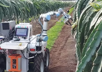 La UPV crea Dragonbot, el robot valenciano que ya recoge pitayas sin dañarlas y podría revolucionar la agricultura
