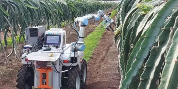 La UPV crea Dragonbot, el robot valenciano que ya recoge pitayas sin dañarlas y podría revolucionar la agricultura