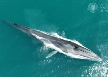 La Marina Alta se consolida como uno de los mejores lugares de Europa para ver ballenas tras el avistamiento de 127 rorcuales 14 fotonoticia 20260712115347 1200