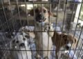 Convocan una gran concentración en Valencia bajo el lema “No a la mercantilización de la protección de los animales” 10 Convocan una gran concentración en Valencia bajo el lema “No a la mercantilización de la protección de los animales”