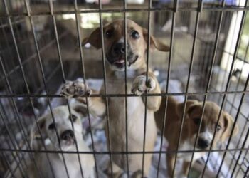 Convocan una gran concentración en Valencia bajo el lema “No a la mercantilización de la protección de los animales” 14 Convocan una gran concentración en Valencia bajo el lema “No a la mercantilización de la protección de los animales”