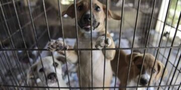 Convocan una gran concentración en Valencia bajo el lema “No a la mercantilización de la protección de los animales”