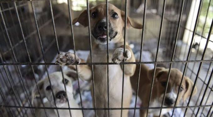 Convocan una gran concentración en Valencia bajo el lema “No a la mercantilización de la protección de los animales”
