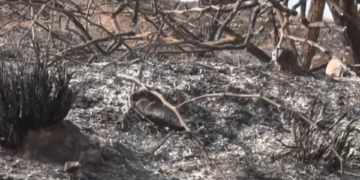 incendios forestales en Espana 29