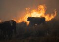 El cambio de paradigma que exige el fuego: la apuesta por la fauna libre y el 'rewilding' frente a los incendios forestales 10 El cambio de paradigma que exige el fuego: la apuesta por la fauna libre y el ‘rewilding’ frente a los incendios forestales