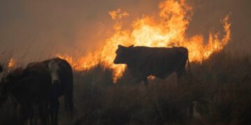 El cambio de paradigma que exige el fuego: la apuesta por la fauna libre y el ‘rewilding’ frente a los incendios forestales