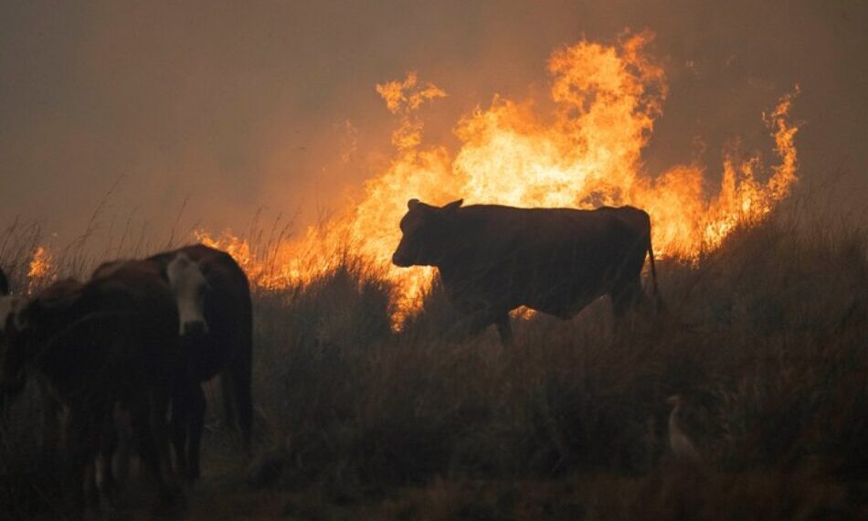 El cambio de paradigma que exige el fuego: la apuesta por la fauna libre y el 'rewilding' frente a los incendios forestales 1 El cambio de paradigma que exige el fuego: la apuesta por la fauna libre y el ‘rewilding’ frente a los incendios forestales