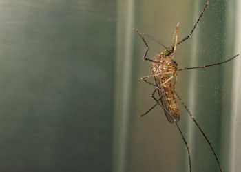 mosquito