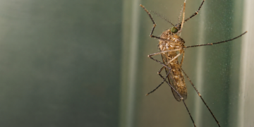mosquito