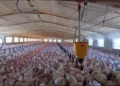 El sector ganadero valenciano se adapta para combatir las altas temperaturas del verano. 11 pavos