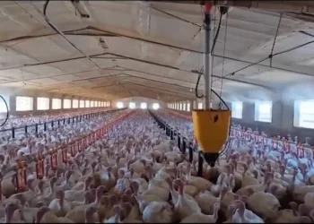 El sector ganadero valenciano se adapta para combatir las altas temperaturas del verano. 15 pavos