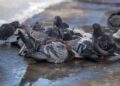 València declara la guerra a la plaga de palomas con multas de hasta 3.000 euros y un plan de choque integral