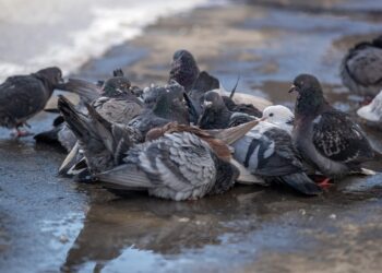 Valéncia declara la guerra a la plaga de palomas con multas de hasta 3.000 euros y un plan de choque integral