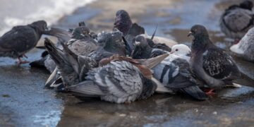 Valéncia declara la guerra a la plaga de palomas con multas de hasta 3.000 euros y un plan de choque integral