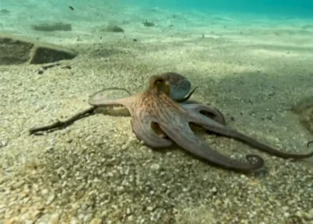 pulpo