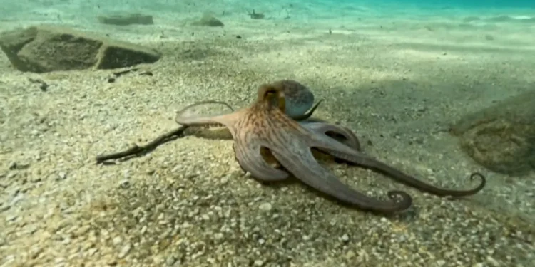 pulpo
