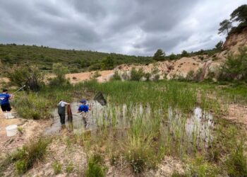 La Sierra Calderona recupera un oasis para anfibios tras restaurar una antigua cantera degradada