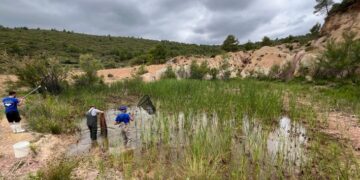 La Sierra Calderona recupera un oasis para anfibios tras restaurar una antigua cantera degradada