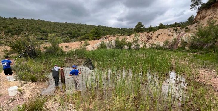 La Sierra Calderona recupera un oasis para anfibios tras restaurar una antigua cantera degradada