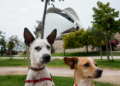 Valencia ofrece recomendaciones para proteger a las mascotas durante el eclipse solar del 12 de agosto
