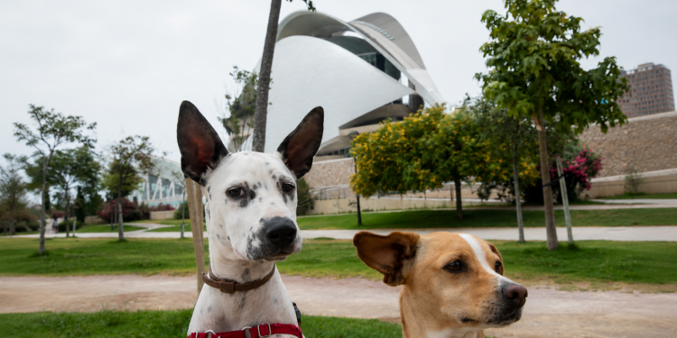 Valencia ofrece recomendaciones para proteger a las mascotas durante el eclipse solar del 12 de agosto