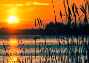 EMT Valencia reforzará el servicio de autobuses para facilitar los desplazamientos durante el eclipse solar del 12 de agosto 13 0731 Sol i Albufera