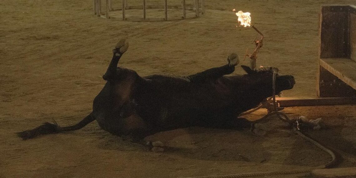 La Plataforma Defensa Animal exige la abolición inmediata de los festejos con animales tras un verano trágico