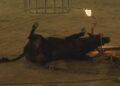 La Plataforma Defensa Animal exige la abolición inmediata de los festejos con animales tras un verano trágico
