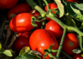 150 toneladas de tomate extremeno viajaran 550 kilometros para tenir de rojo la Tomatina de Bunol