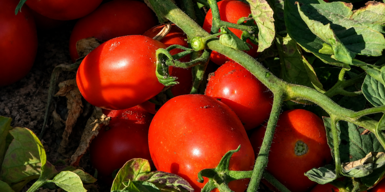 150 toneladas de tomate extremeno viajaran 550 kilometros para tenir de rojo la Tomatina de Bunol
