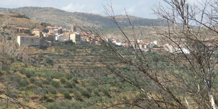 El verde vuelve a los montes de Bejís cuatro años después del devastador incendio que arrasó más de 19.000 hectáreas 1 1f7c7b5f 35ec 4172 a27e 3a51c206a39a 16 9 aspect ratio 1600w 0