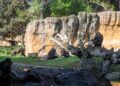 La gorila Virunga celebra sus 10 años con una “fiesta salvaje” en BIOPARC Valencia