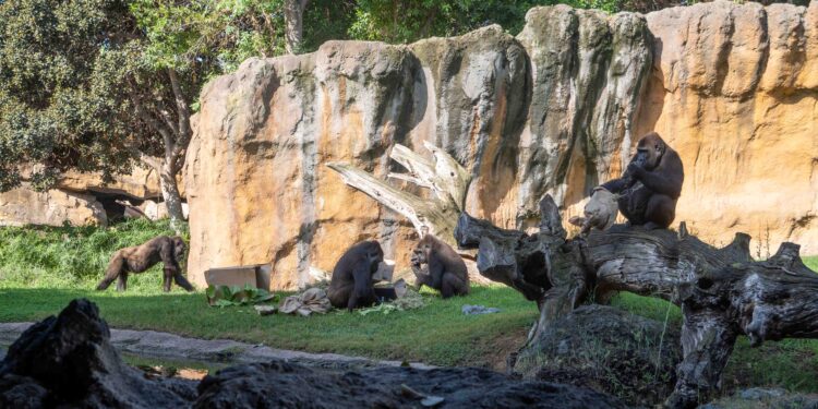 La gorila Virunga celebra sus 10 años con una “fiesta salvaje” en BIOPARC Valencia