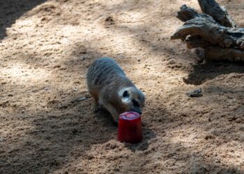 BIOPARC Valencia intensifica su protocolo de bienestar animal con helados y lluvia artificial frente a la ola de calor