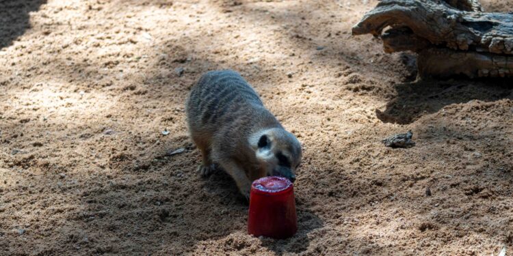 BIOPARC Valencia intensifica su protocolo de bienestar animal con helados y lluvia artificial frente a la ola de calor 1 BIOPARC Valencia intensifica su protocolo de bienestar animal con helados y lluvia artificial frente a la ola de calor