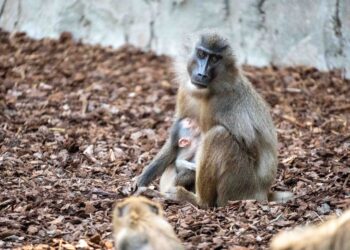 Nace en BIOPARC Valencia uno de los primates africanos en mayor peligro de extinción 14 Nace en BIOPARC Valencia uno de los primates africanos en mayor peligro de extinción