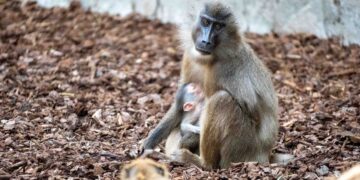 Nace en BIOPARC Valencia uno de los primates africanos en mayor peligro de extinción