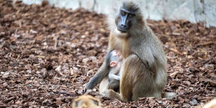 Nace en BIOPARC Valencia uno de los primates africanos en mayor peligro de extinción 1 Nace en BIOPARC Valencia uno de los primates africanos en mayor peligro de extinción