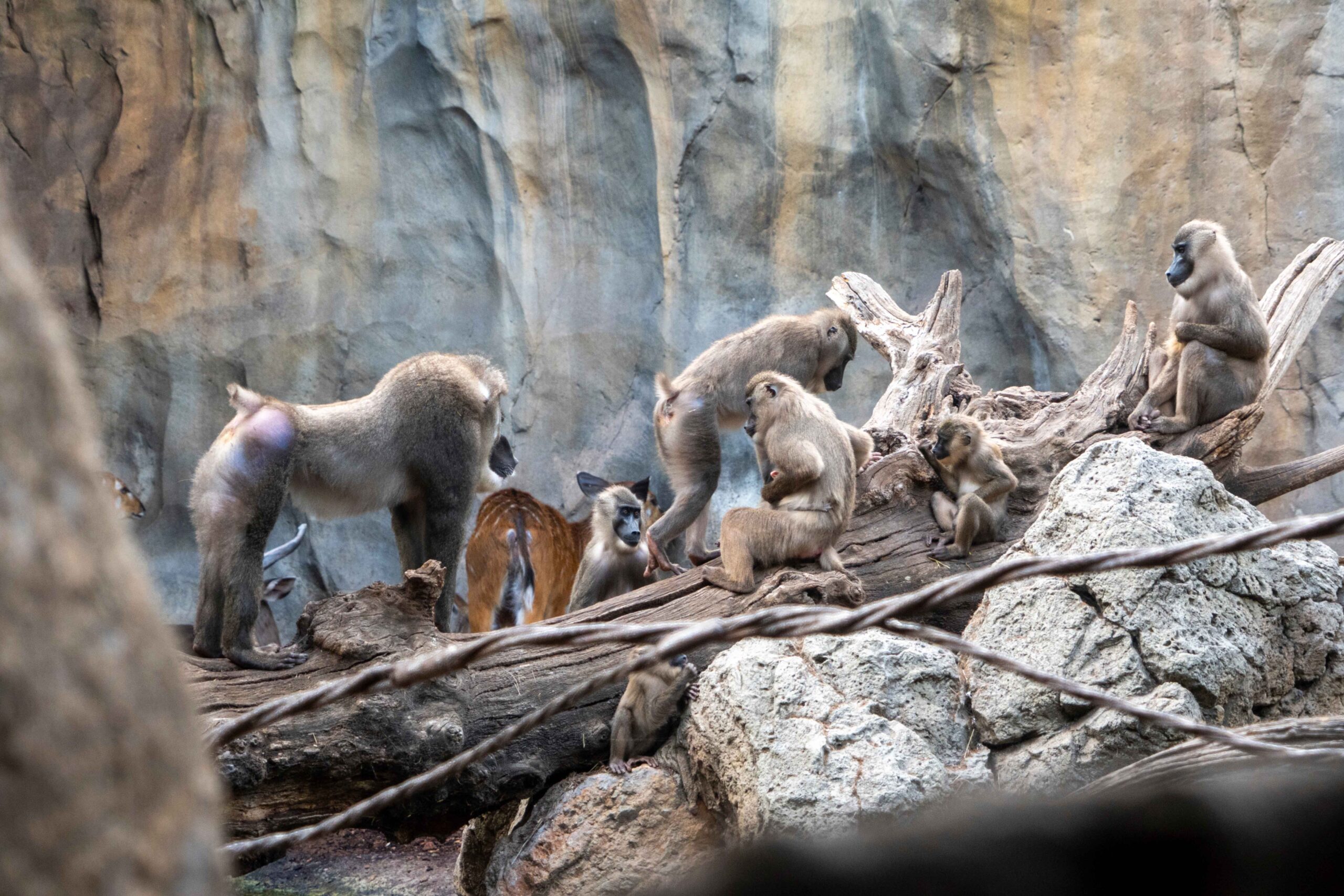 Nace en BIOPARC Valencia uno de los primates africanos en mayor peligro de extinción 4 Agosto 2026. Nace una cria de dril en BIOPARC Valencia. 2 scaled