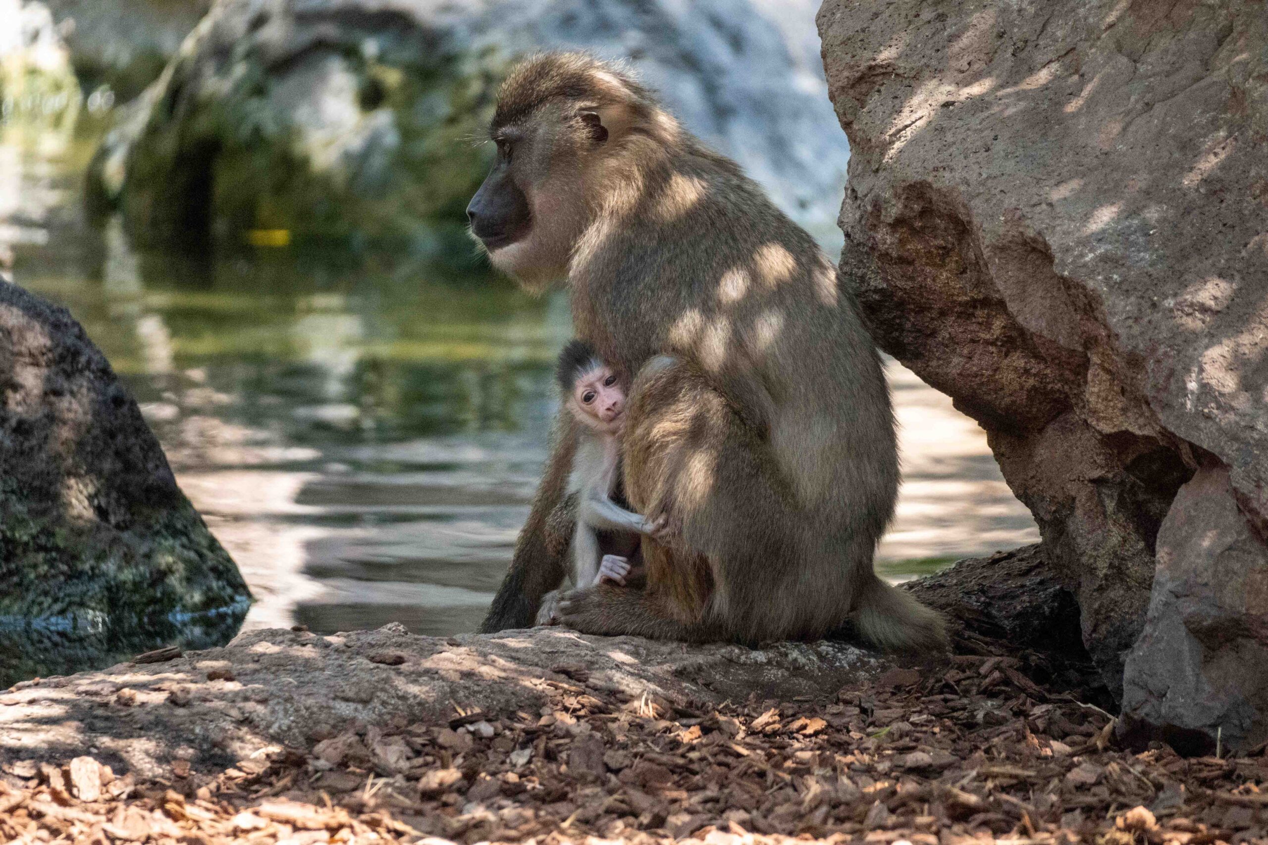 Nace en BIOPARC Valencia uno de los primates africanos en mayor peligro de extinción 2 Agosto 2026. Nace una cria de dril en BIOPARC Valencia. 8 scaled