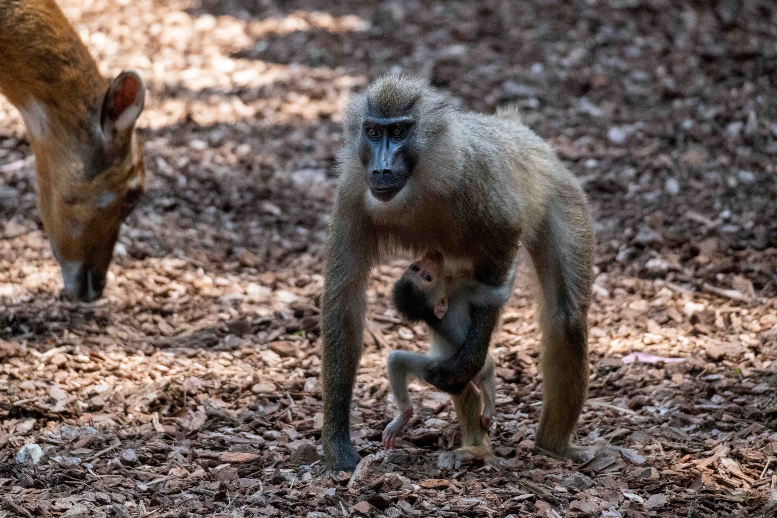 Nace en BIOPARC Valencia uno de los primates africanos en mayor peligro de extinción 3 Agosto 2026. Nace una cria de dril en BIOPARC Valencia19 scaled