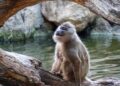 El segundo nacimiento de dril este verano consolida el éxito de BIOPARC Valencia para salvar este amenazado primate 10 El segundo nacimiento de dril este verano consolida el éxito de BIOPARC Valencia para salvar este amenazado primate
