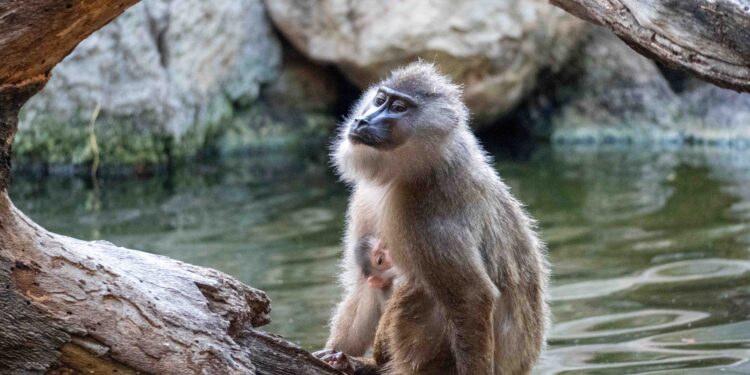 El segundo nacimiento de dril este verano consolida el éxito de BIOPARC Valencia para salvar este amenazado primate 1 El segundo nacimiento de dril este verano consolida el éxito de BIOPARC Valencia para salvar este amenazado primate