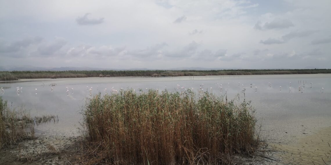 Los ecologistas exigen explicaciones a la Conselleria por un brote de botulismo en El Hondo de Elche /Fondo d'Elig 1 Los ecologistas exigen explicaciones a la Conselleria por un brote de botulismo en El Hondo de Elche /Fondo d'Elig