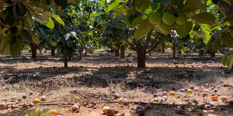 La UNIÓ prevé una cosecha de caqui sobre las 240.000 toneladas en la Comunitat Valenciana, un 34% menos que la pasada campaña 1 La UNIÓ prevé una cosecha de caqui sobre las 240.000 toneladas en la Comunitat Valenciana, un 34% menos que la pasada campaña