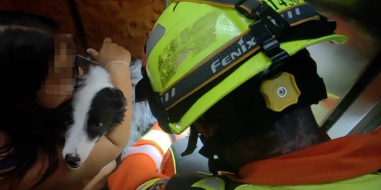 Los Bomberos de Valencia rescatan con éxito a un perro tras quedar atrapado en la puerta de un ascensor