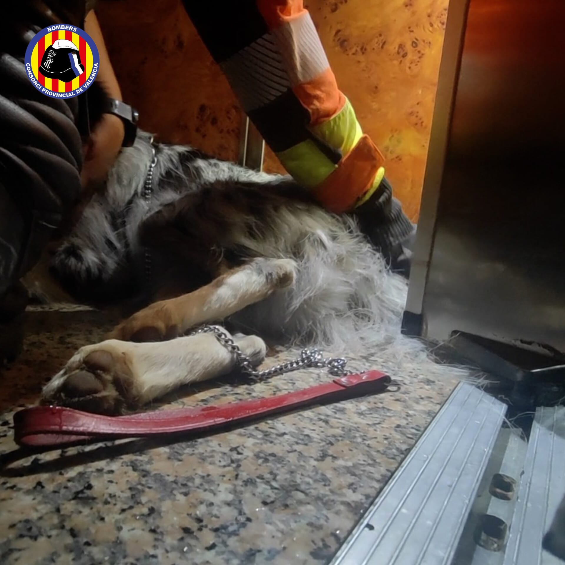 Los Bomberos de Valencia rescatan con éxito a un perro tras quedar atrapado en la puerta de un ascensor 2 HPboQ3SWMAA71OW