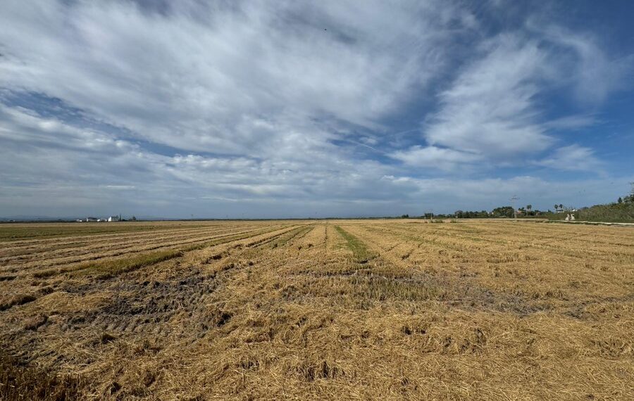 La Generalitat adelanta al 16 de septiembre la gestión de la paja del arroz en la Comunitat Valenciana 1 La Generalitat adelanta al 16 de septiembre la gestión de la paja del arroz en la Comunitat Valenciana